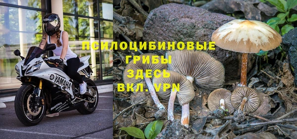 PSILOCYBIN Бородино